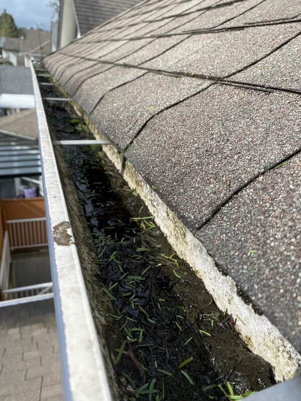 Gutter filled with leaves and debris