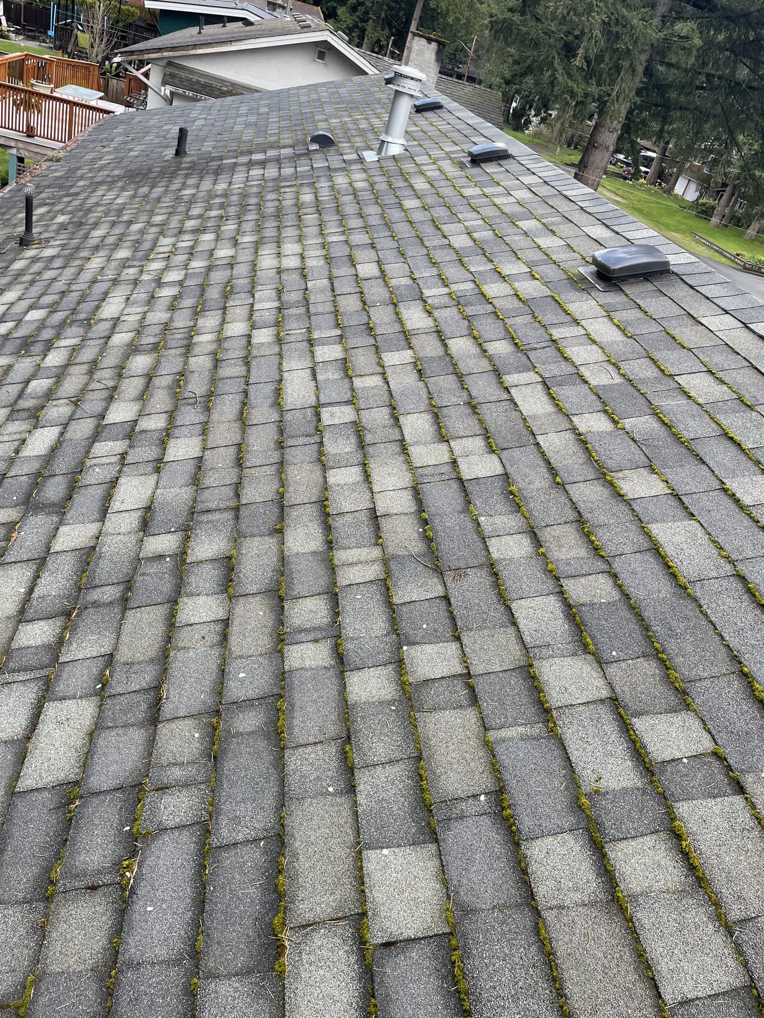Roof with moss and algae growth